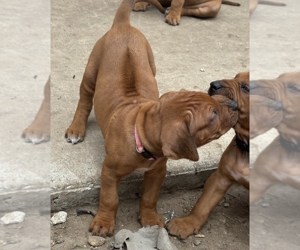 Medium Photo #5 Rhodesian Ridgeback Puppy For Sale in LEHIGH ACRES, FL, USA