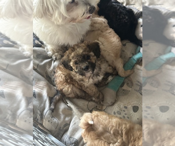 Medium Photo #7 Maltipoo Puppy For Sale in RICHWOOD, LA, USA