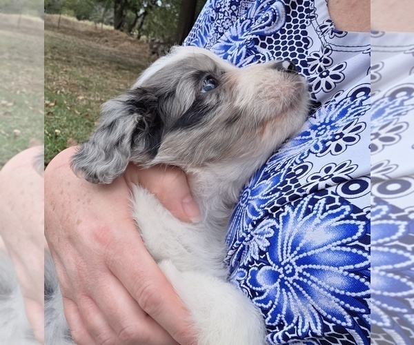Medium Photo #21 Aussiedoodle Puppy For Sale in WILLS POINT, TX, USA