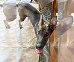 Small #3 German Shepherd Dog Mix