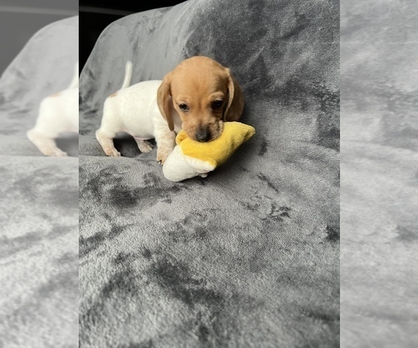 Full screen Photo #3 Dachshund Puppy For Sale in SCHAUMBURG, IL, USA