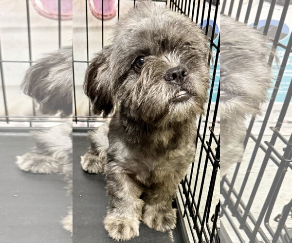 Medium Photo #4 French Bulldog Puppy For Sale in Boca Raton, FL, USA