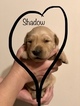 Small Photo #11 Golden Retriever Puppy For Sale in MESA, AZ, USA