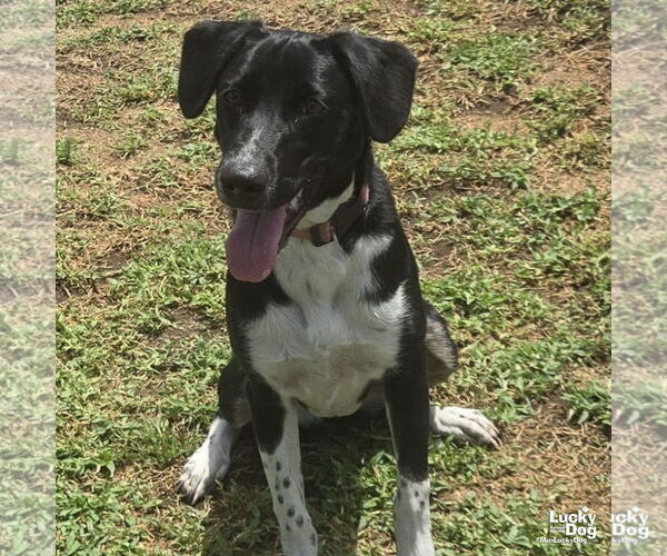 Medium Photo #1 Labrador Retriever-Retriever  Mix Puppy For Sale in Washington, DC, USA