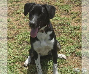 Labrador Retriever-Retriever Mix Dogs for adoption in Washington, DC, USA