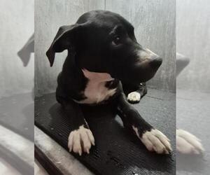American Staffordshire Terrier-Unknown Mix Dogs for adoption in San Antonio, TX, USA