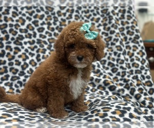 Cockapoo Puppy for Sale in LAKELAND, Florida USA