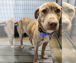 Small Labrador Retriever Mix