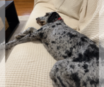 Small #3 Poodle (Standard) Mix