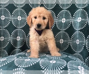 Goldendoodle Puppy for sale in LAKELAND, FL, USA