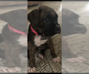 Boxer Puppy for sale in INOLA, OK, USA