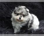 Small #7 Pomeranian