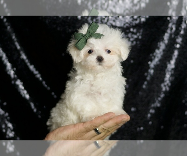 Medium Photo #2 Maltese Puppy For Sale in WARSAW, IN, USA