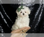 Small #1 Maltese