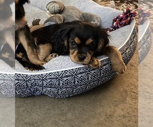 Cavalier King Charles Spaniel Puppy for Sale in COALGATE, Oklahoma USA