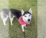 Small #2 Siberian Husky