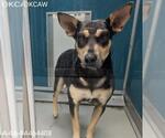 Small German Shepherd Dog