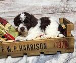 Small #2 Poodle (Miniature)