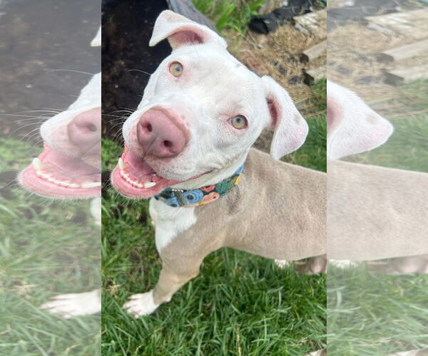 Medium Photo #31 American Pit Bull Terrier-Unknown Mix Puppy For Sale in Germantown, OH, USA