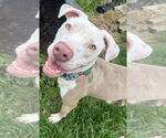 Small #30 American Pit Bull Terrier Mix