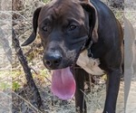 Small Photo #1 Dogo Argentino-Vizsla Mix Puppy For Sale in WILLAMINA, OR, USA