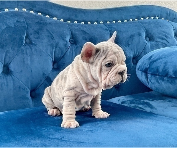 Medium Photo #20 French Bulldog Puppy For Sale in VIRGINIA BEACH, VA, USA
