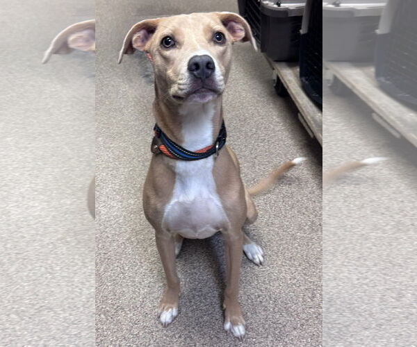 Medium Photo #2 Feist Terrier-Labrador Retriever Mix Puppy For Sale in Sanford, FL, USA