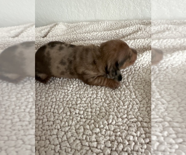 Medium Photo #1 Dachshund Puppy For Sale in HIGHLANDS, TX, USA