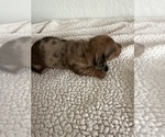 Small Photo #1 Dachshund Puppy For Sale in HIGHLANDS, TX, USA