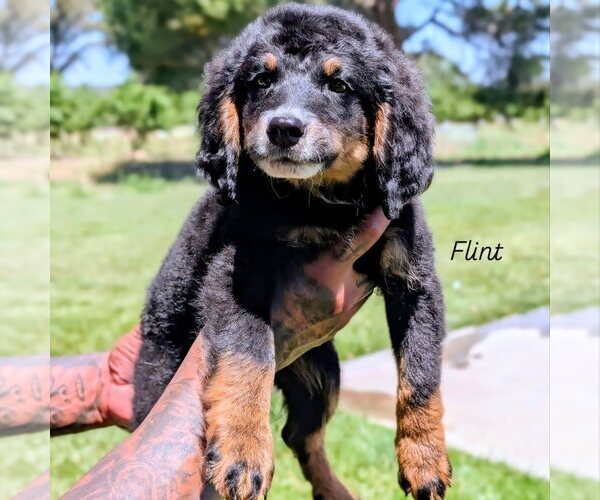 Medium Photo #8 Bernedoodle (Miniature) Puppy For Sale in SACRAMENTO, CA, USA