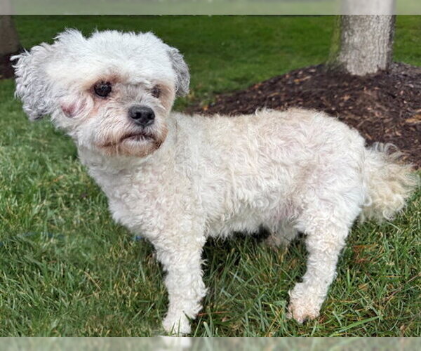 Medium Photo #4 ShihPoo Puppy For Sale in Arlington, VA, USA