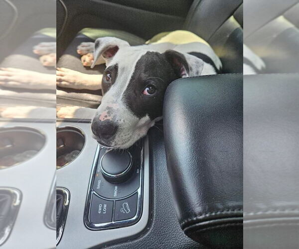 Medium Photo #26 American Pit Bull Terrier Puppy For Sale in Germantown, OH, USA