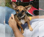 Small French Bullhuahua