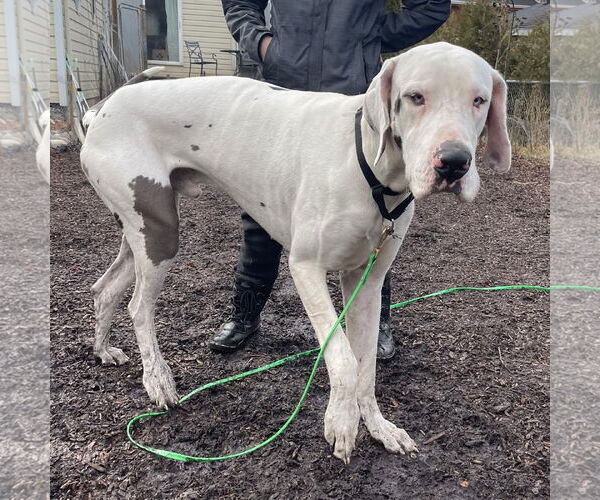 Medium Photo #9 Great Dane Puppy For Sale in Techny, IL, USA