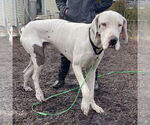 Small #8 Great Dane