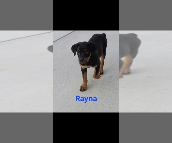 Medium Photo #3 Rottweiler Puppy For Sale in COTTLEVILLE, MO, USA