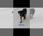 Small #2 Rottweiler