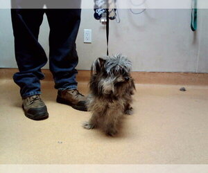 Mutt Dogs for adoption in Martinez, CA, USA