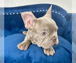 Small Photo #6 French Bulldog Puppy For Sale in GREAT BARRINGTON, MA, USA