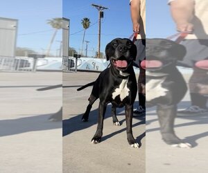 Boxador Dogs for adoption in El Centro, CA, USA
