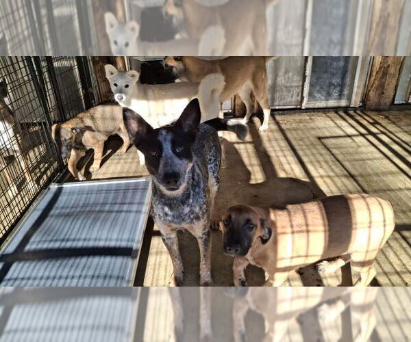 Medium Photo #33 German Shepherd Dog-Unknown Mix Puppy For Sale in Sebec, ME, USA