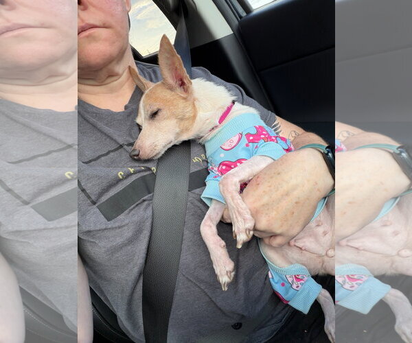Medium Photo #4 Rat Terrier Puppy For Sale in Orlando, FL, USA