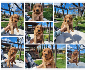 Goldendoodle Dog for Adoption in SACRAMENTO, California USA