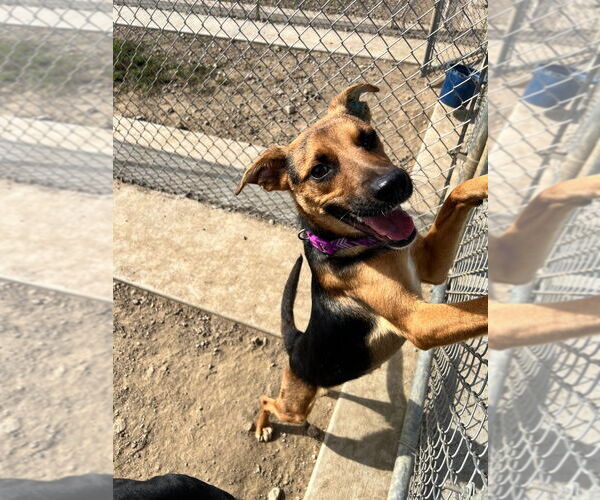 Medium Photo #3 German Shepherd Dog-Unknown Mix Puppy For Sale in Pierceton , IN, USA