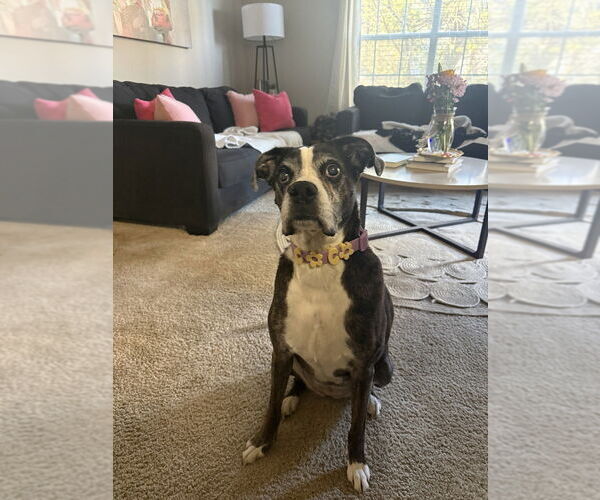 Medium Photo #6 Boxer Puppy For Sale in Austin, TX, USA