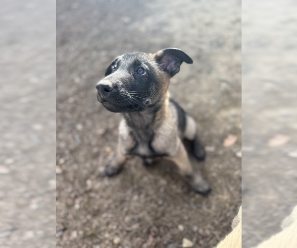 Medium Photo #4 German Malinois Puppy For Sale in FREDERICKSBURG, VA, USA