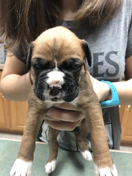 Medium Photo #1 Boxer Puppy For Sale in ELKO, NV, USA