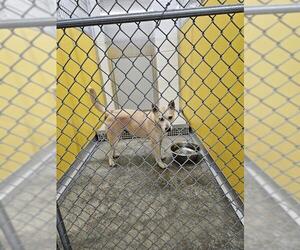 Siberian Husky-Unknown Mix Dogs for adoption in Temple, TX, USA
