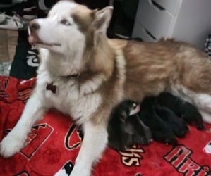 Mother of the Siberian Husky puppies born on 02/26/2022