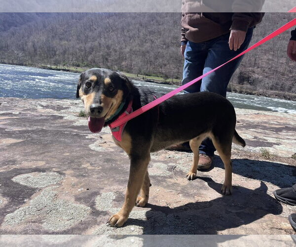 Medium Photo #2 Mutt Puppy For Sale in Hinton, WV, USA